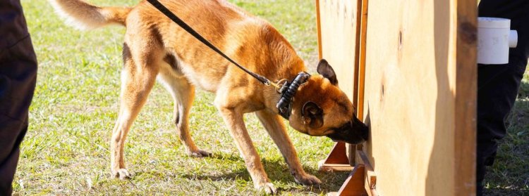 Cães contra as DROGAS em MINAS