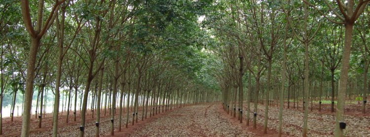 A Amazônia em Minas Gerais: Exploração de seringueira